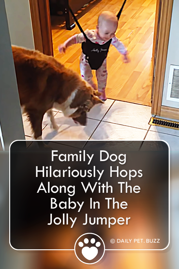 Family Dog Hilariously Hops Along With The Baby In The Jolly Jumper