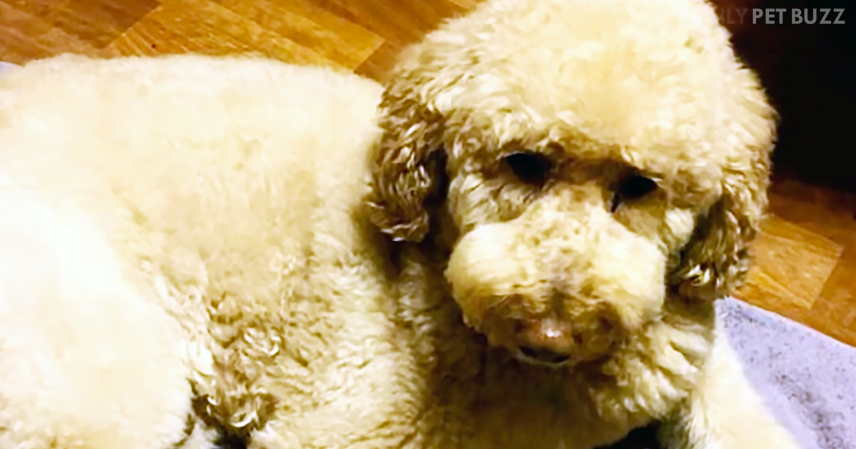 In A Tragic Turn Of Events This Therapy Dog Went Missing For Two Months But Coming Home Was Beautiful