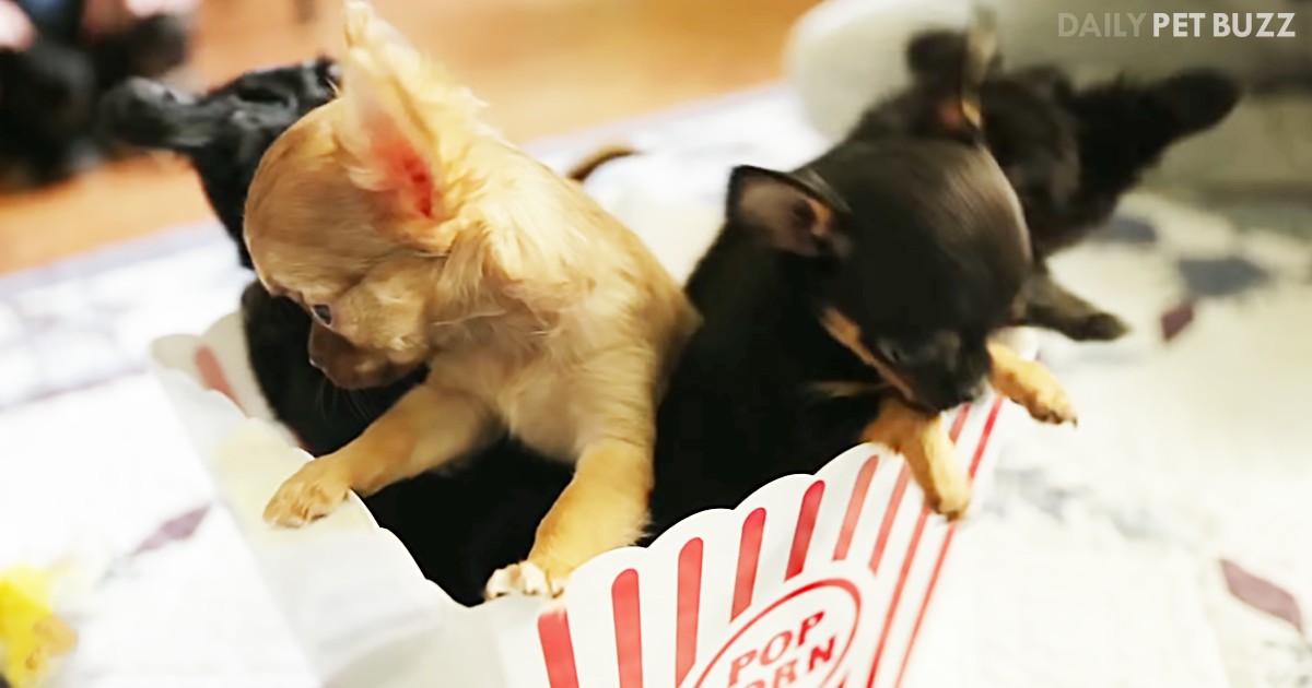 It Is Movie Night And These Tiny Chihuahua Puppies Are Bringing The Popcorn
