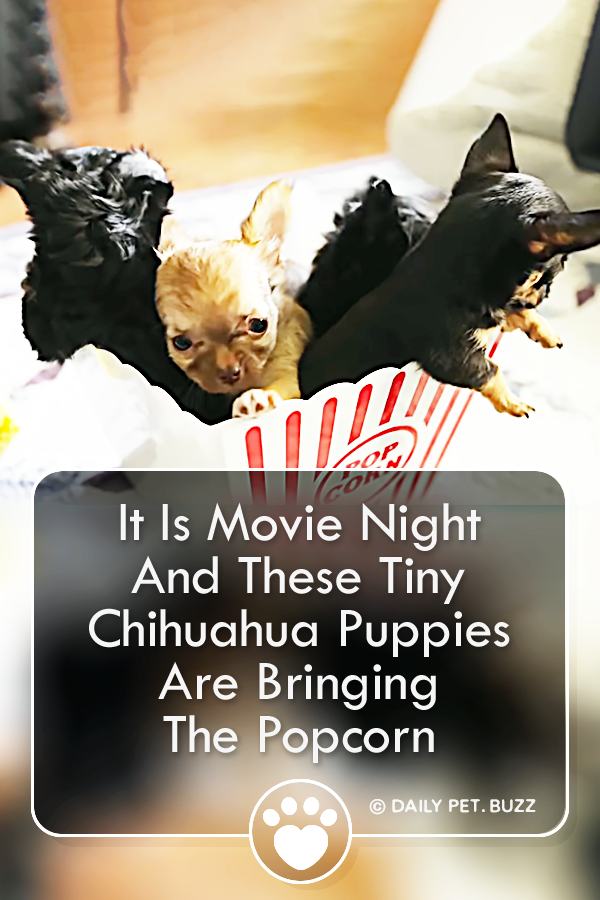 It Is Movie Night And These Tiny Chihuahua Puppies Are Bringing The Popcorn