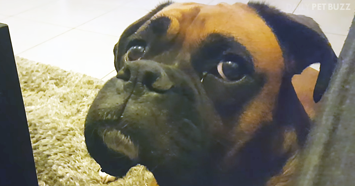 Lily The Boxer Pup Is Utterly Shocked That Mom Isn't Sharing Her Ice Cream