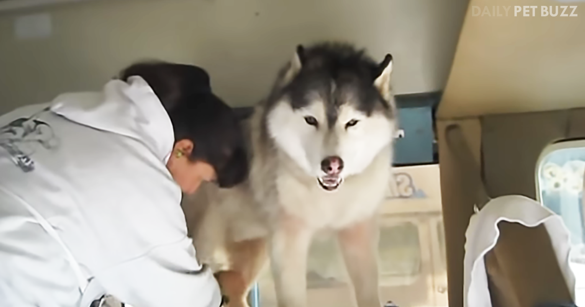 This May Be The Most Confused And Hilarious Husky You Will Ever Meet