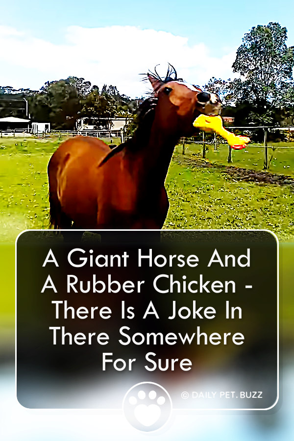 A Giant Horse And A Rubber Chicken - There Is A Joke In There Somewhere For Sure