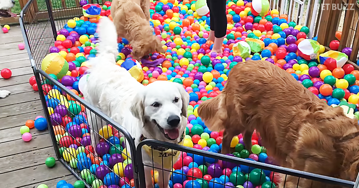 Three Golden Retrievers Get The Best Ball-Pit Party From Their Parents