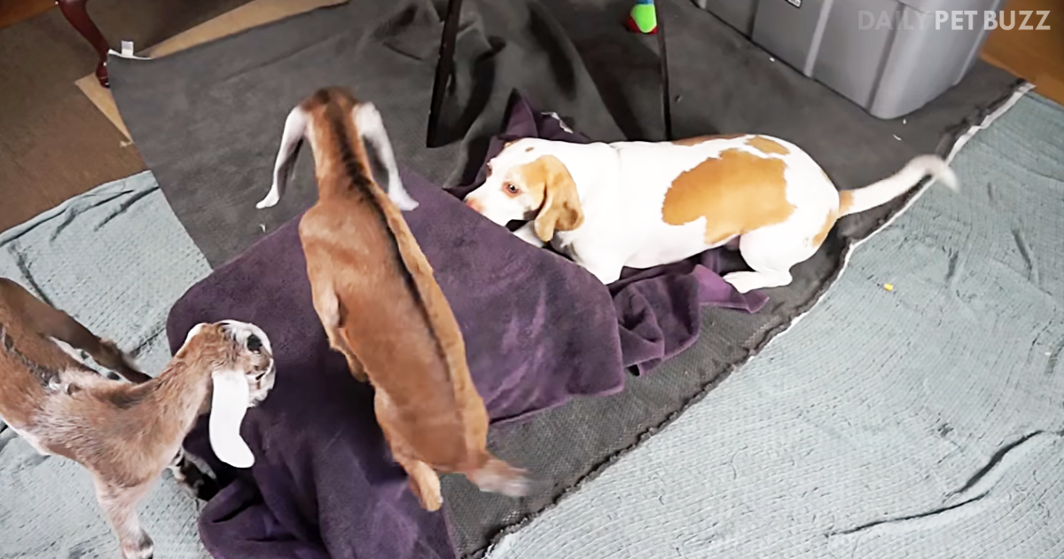 Clumsy Baby Goats Meet America's Favorite Lemon Beagle, Maymo, And The Results Are Pure Gold