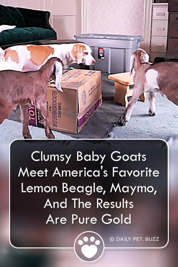 Clumsy Baby Goats Meet America\'s Favorite Lemon Beagle, Maymo, And The Results Are Pure Gold
