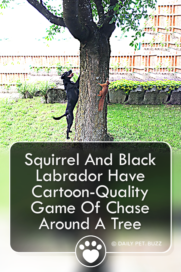Squirrel And Black Labrador Have Cartoon-Quality Game Of Chase Around A Tree