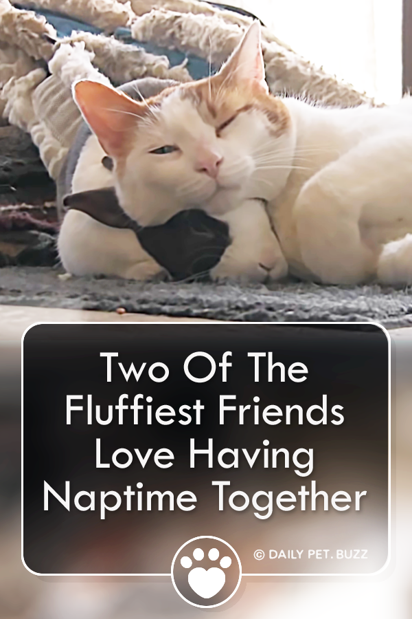 Two Of The Fluffiest Friends Love Having Naptime Together