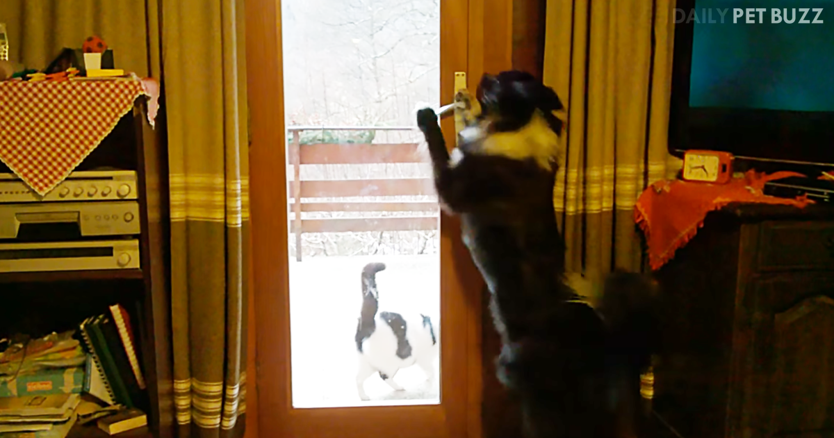 'Clever Border Collie Take On Role Of Doorman For The Household Cat