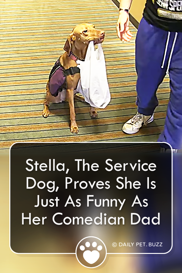 Stella, The Service Dog, Proves She Is Just As Funny As Her Comedian Dad
