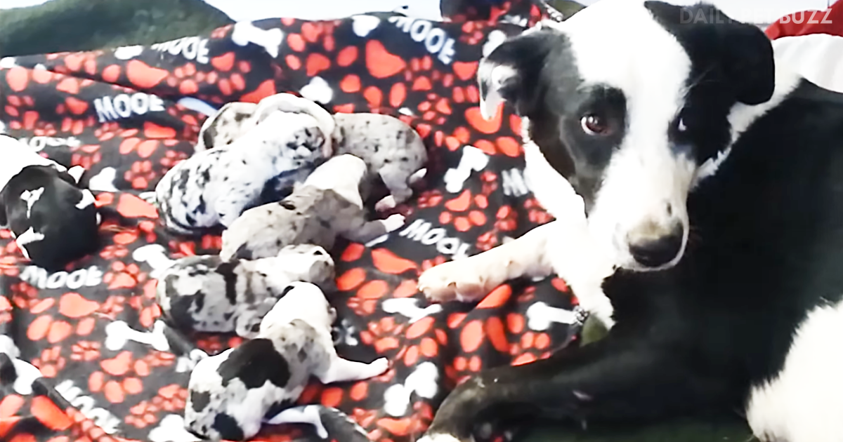 Seven Puppies Are Born – But Where They Are Born Is The Real Story