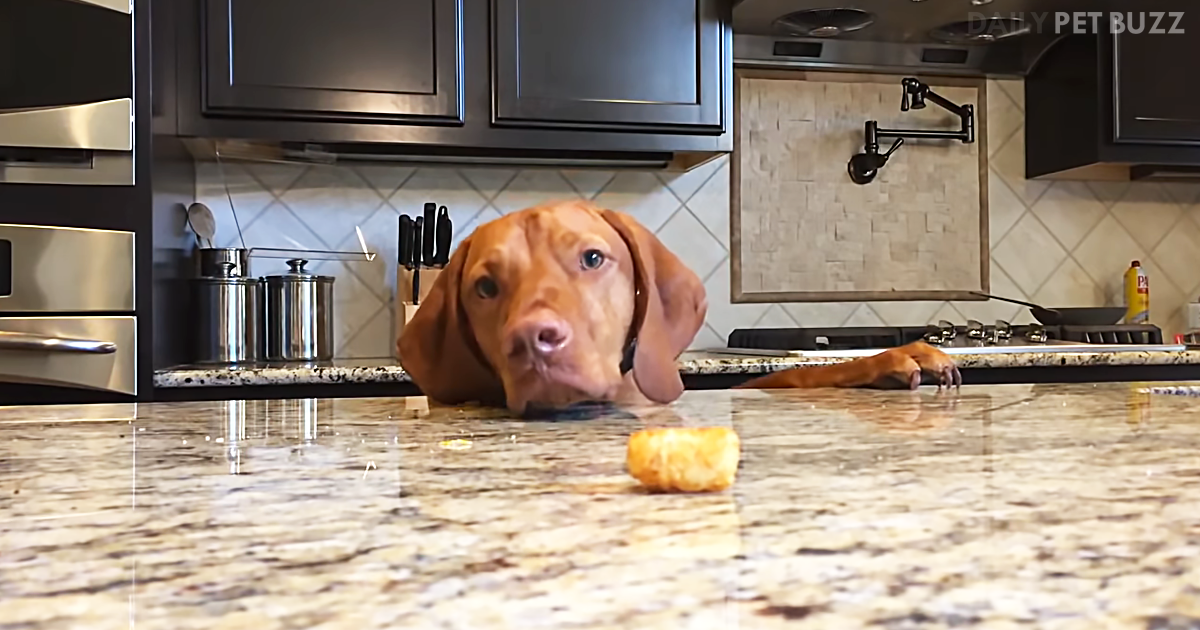 This Poor Dog Is Trying Everything To Get A Just-Out-Of-Reach Tater Tot