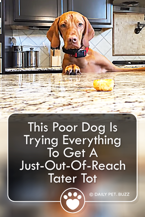 This Poor Dog Is Trying Everything To Get A Just-Out-Of-Reach Tater Tot