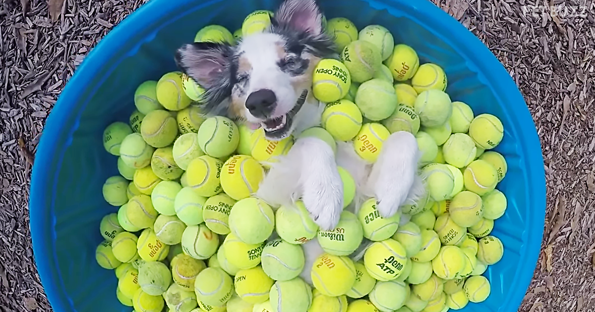 Your Happy Space May Be Your Couch But For This Fella, Well He Prefers A Pool Full Of Tennis Balls