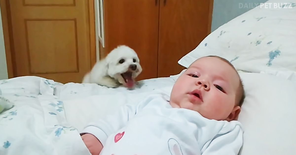 This Pup Is Literally Bouncing With Excitement Over His Baby Girl