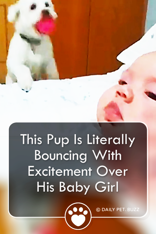 This Pup Is Literally Bouncing With Excitement Over His Baby Girl