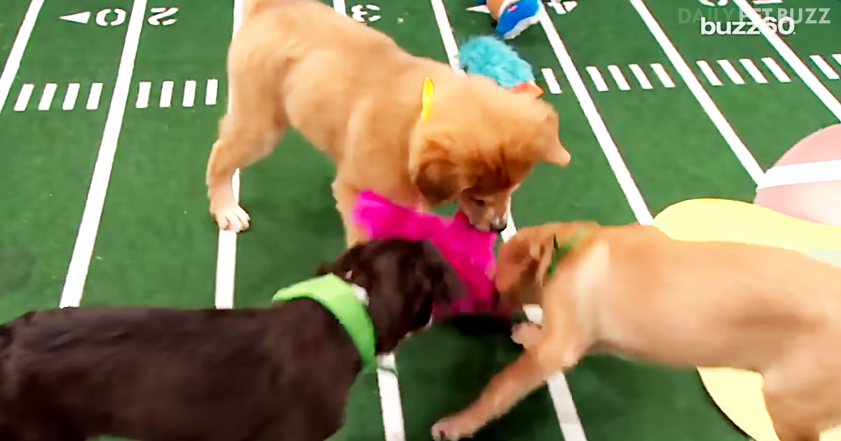 Did You Know There Was A 'Puppy Bowl' Every Year? This Is Just Way Too Much Cuteness