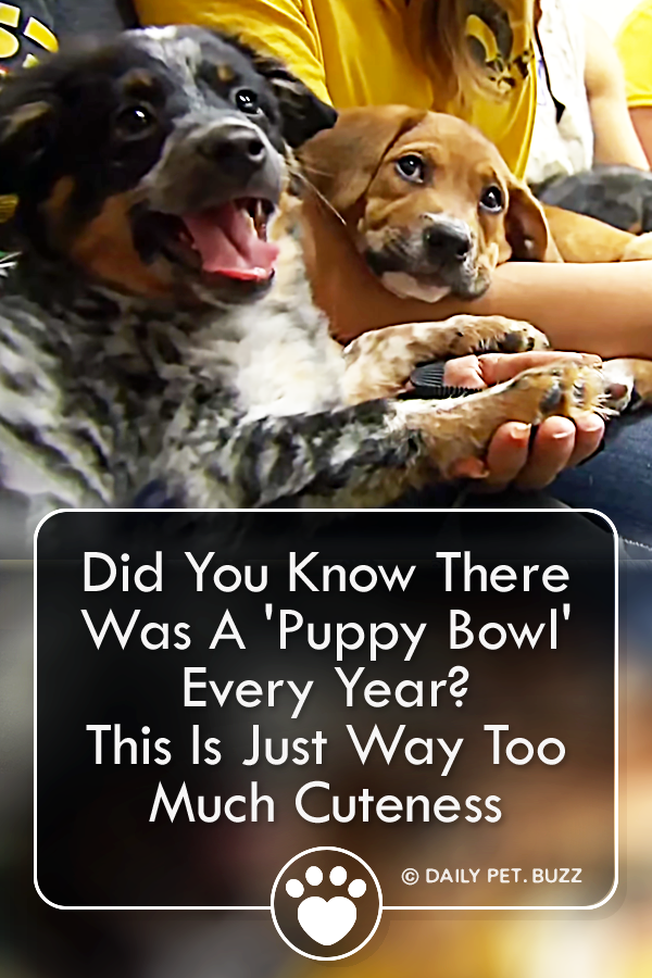Did You Know There Was A \'Puppy Bowl\' Every Year? This Is Just Way Too Much Cuteness