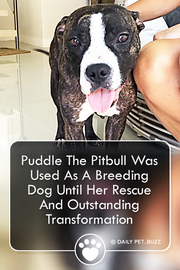 Puddle The Pitbull Was Used As A Breeding Dog Until Her Rescue And Outstanding Transformation