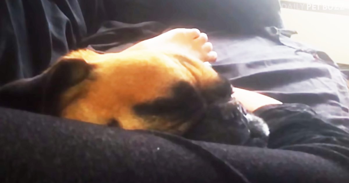 Milo The Pug Has No Plans On Moving For Mom Until She Says The 'Magic Word'
