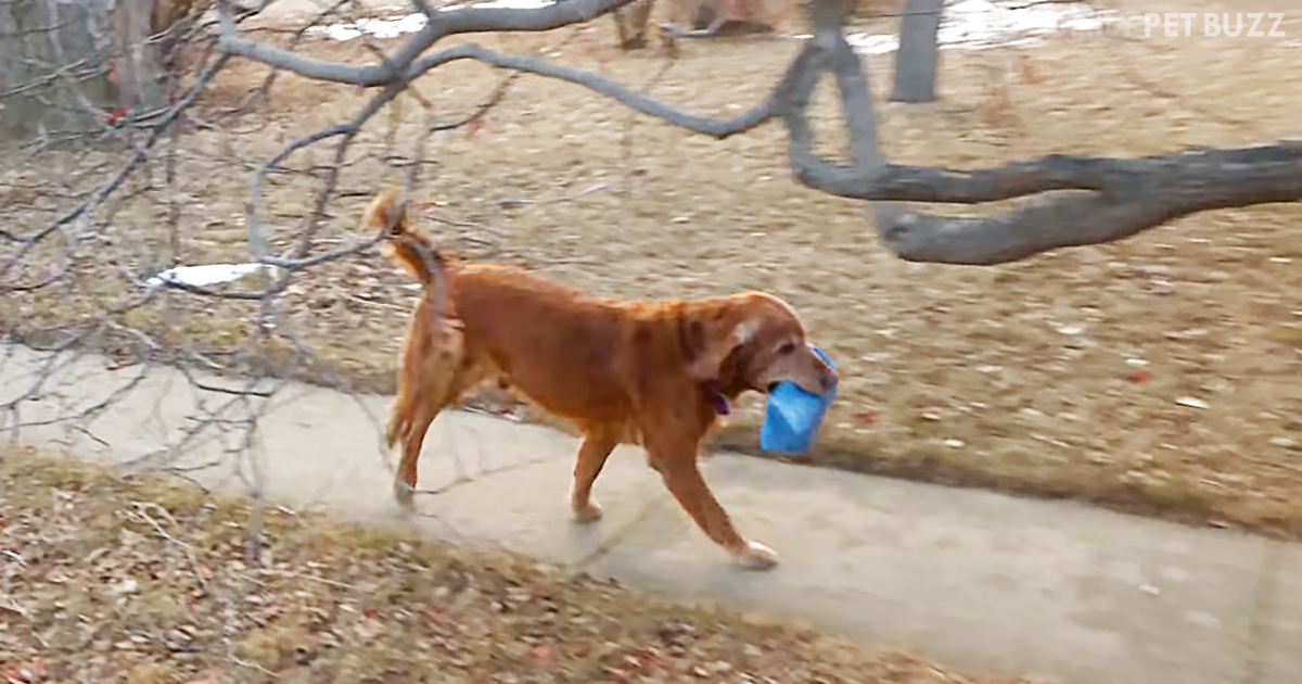 This Amazing Golden Retriever Takes Delivering The Paper To A Whole New Level