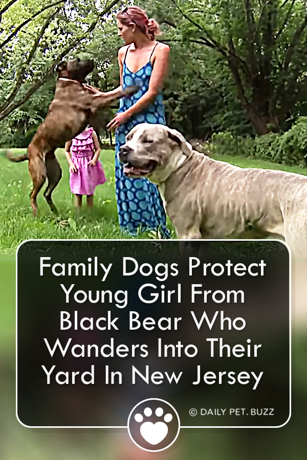 Family Dogs Protect Young Girl From Black Bear Who Wanders Into Their Yard In New Jersey