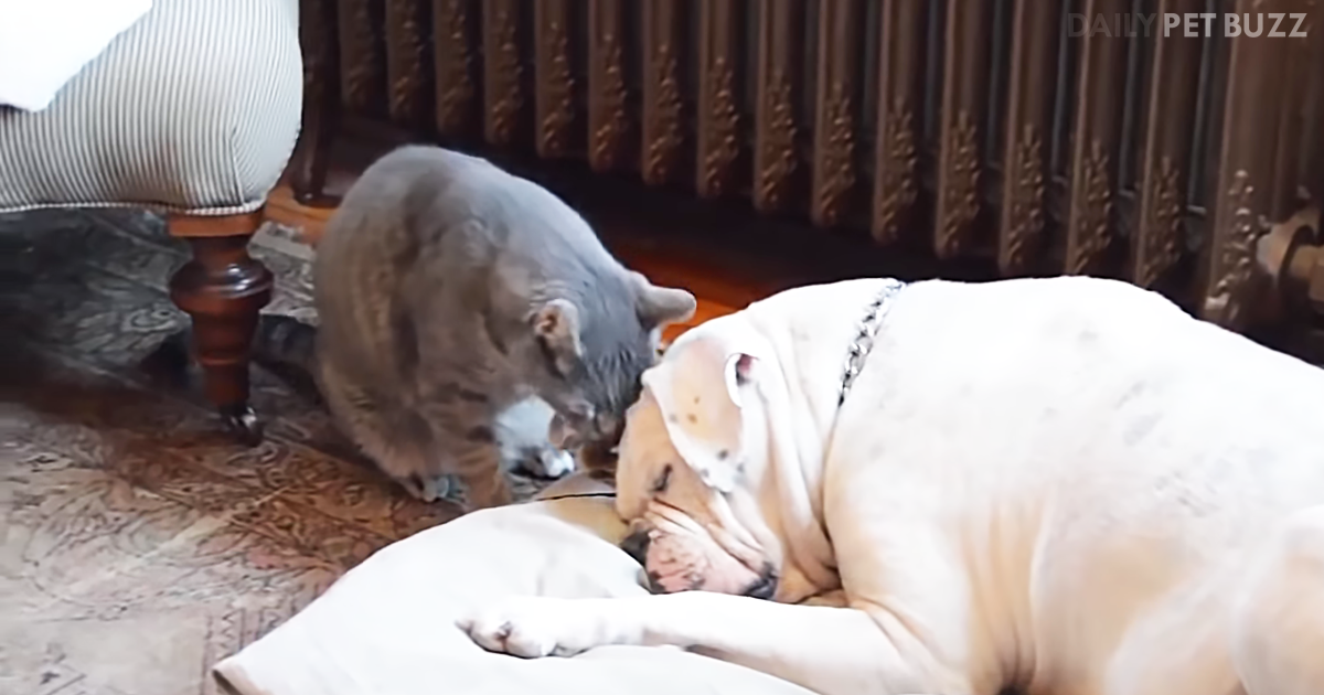 If You Can't Beat 'Em, Join 'Em – This Cat Can't Seem To Win When Waking His Bulldog Buddy 