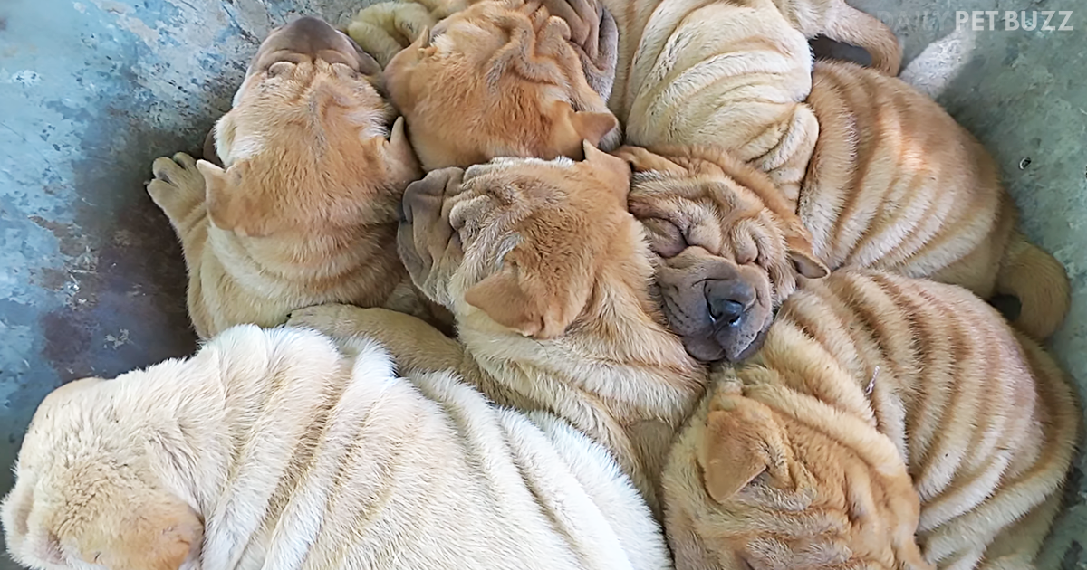 If There Is Anything Cuter Than A Shar-Pei, It Is A Wheel-Barrow Full Of Shar-Pei Puppies