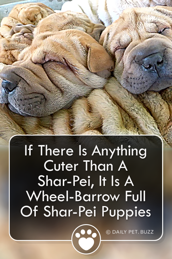 If There Is Anything Cuter Than A Shar-Pei, It Is A Wheel-Barrow Full Of Shar-Pei Puppies