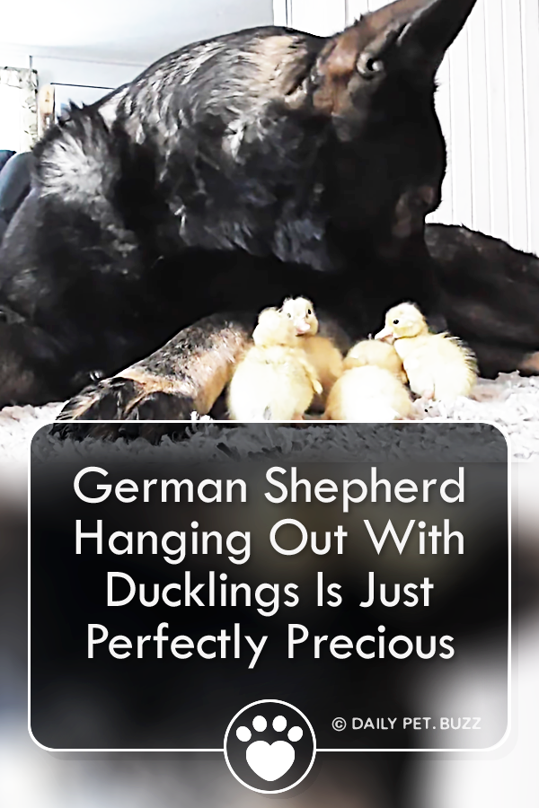 German Shepherd Hanging Out With Ducklings Is Just Perfectly Precious
