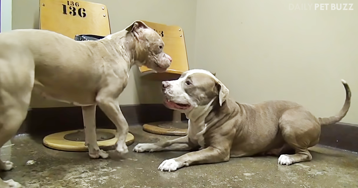 Hope For Paws Reunites Two Rescued Pitbulls And Their Excitement Is Contagious