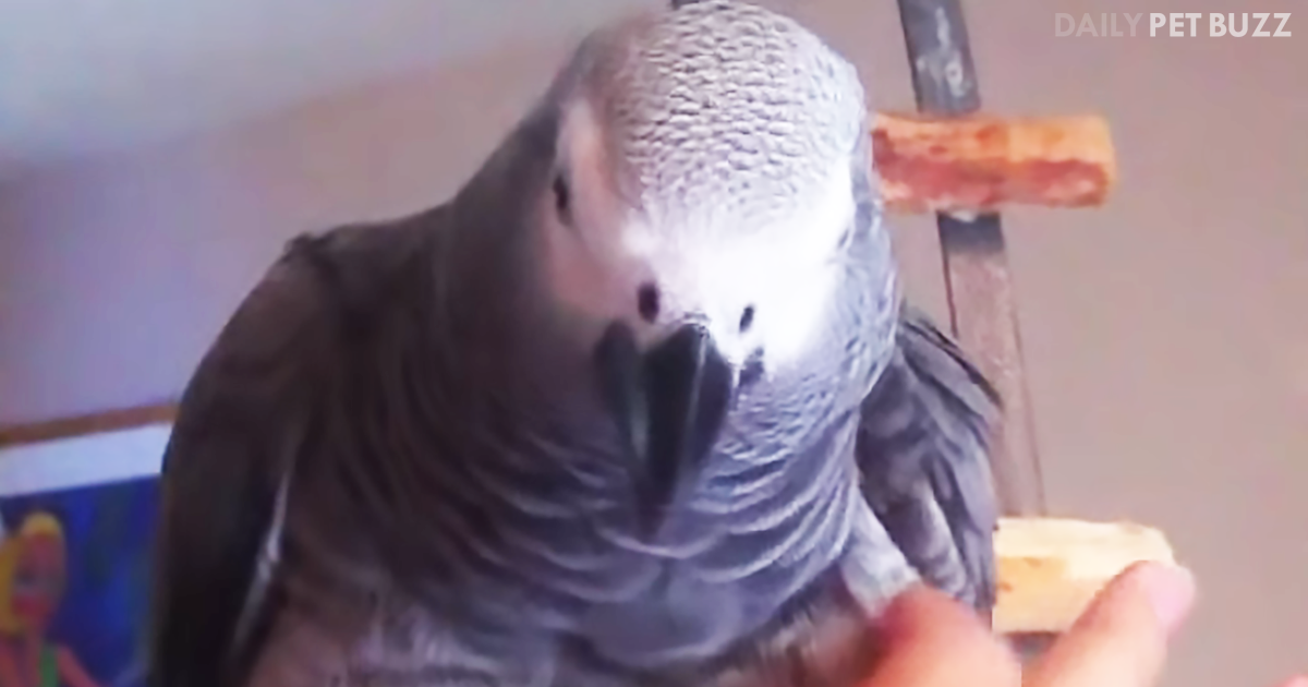 This Parrot Would Cause A Riot In A Pet Store Toy Aisle With Her Funny Talent