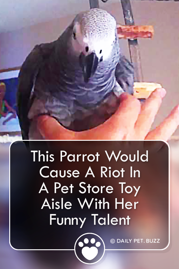 This Parrot Would Cause A Riot In A Pet Store Toy Aisle With Her Funny Talent