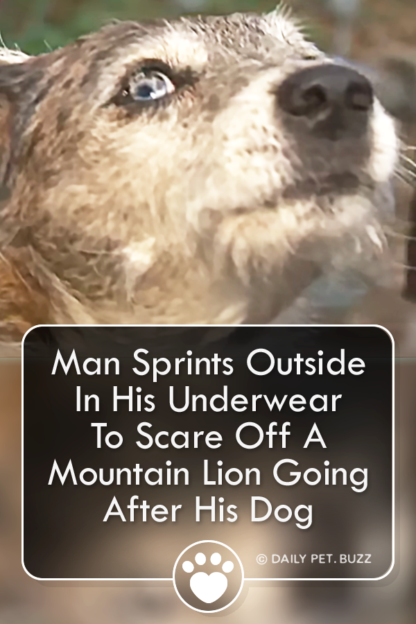 Man Sprints Outside In His Underwear To Scare Off A Mountain Lion Going After His Dog
