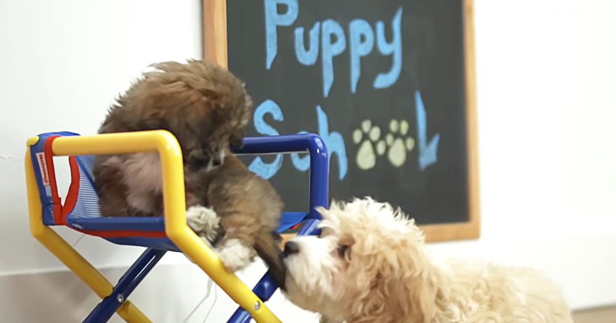 Come Spend An Afternoon At Puppy School For All The Adorable You Need In Your Life