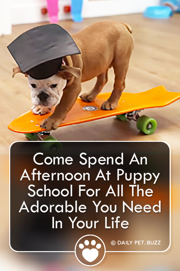 Come Spend An Afternoon At Puppy School For All The Adorable You Need In Your Life