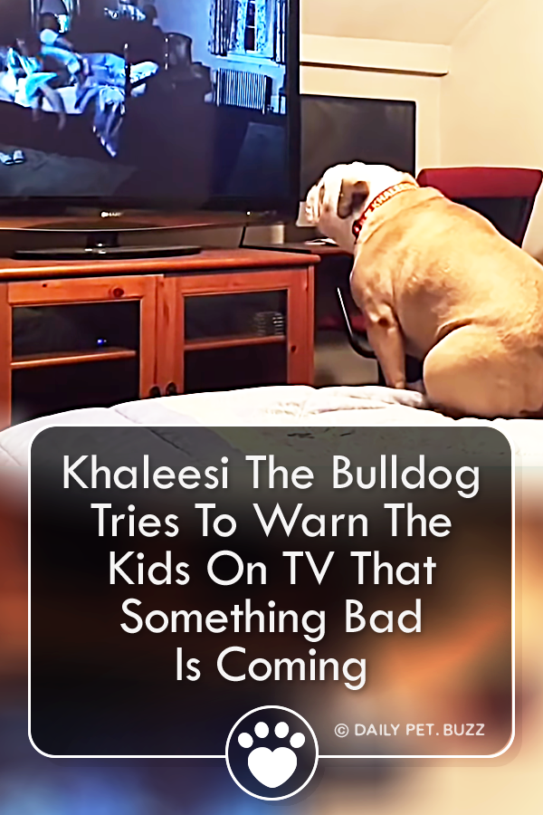 Khaleesi The Bulldog Tries To Warn The Kids On TV That Something Bad Is Coming