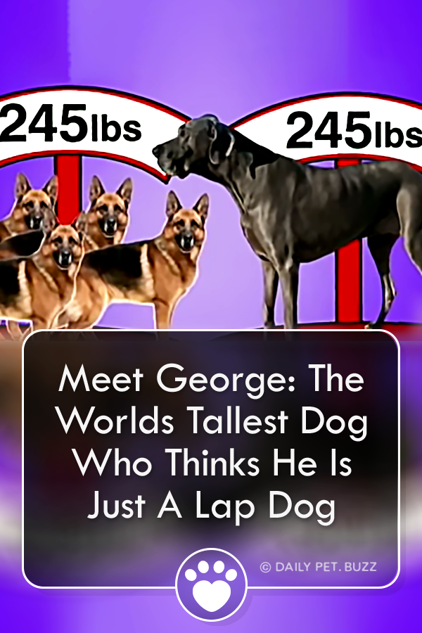 Meet George: The Worlds Tallest Dog Who Thinks He Is Just A Lap Dog