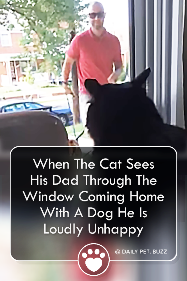 When The Cat Sees His Dad Through The Window Coming Home With A Dog He Is Loudly Unhappy