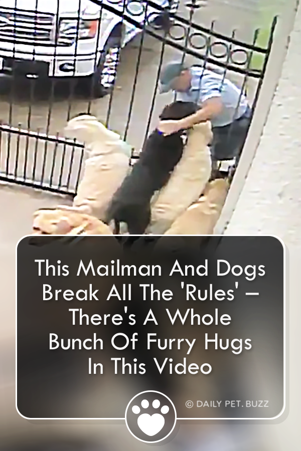This Mailman And Dogs Break All The \'Rules\' – There\'s A Whole Bunch Of Furry Hugs In This Video