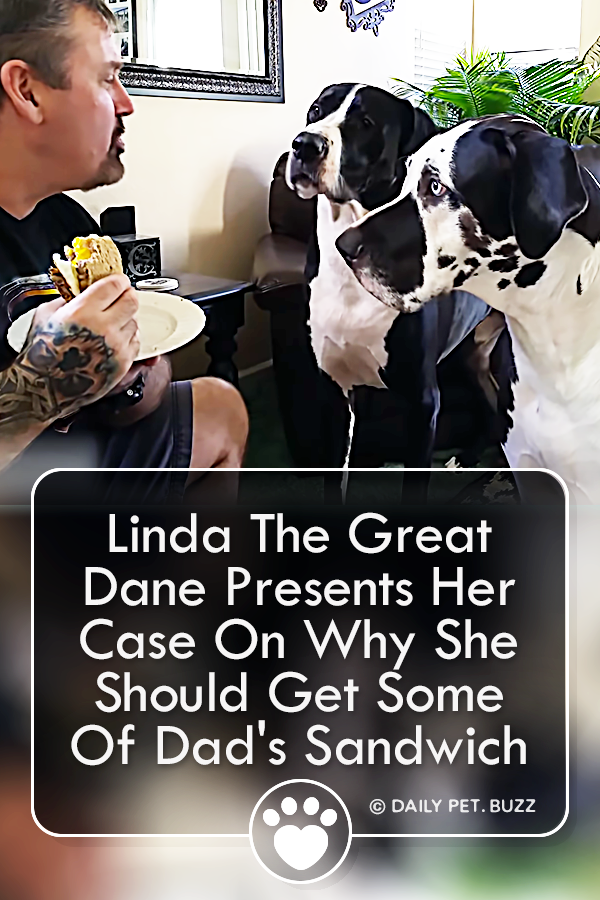 Linda The Great Dane Presents Her Case On Why She Should Get Some Of Dad\'s Sandwich