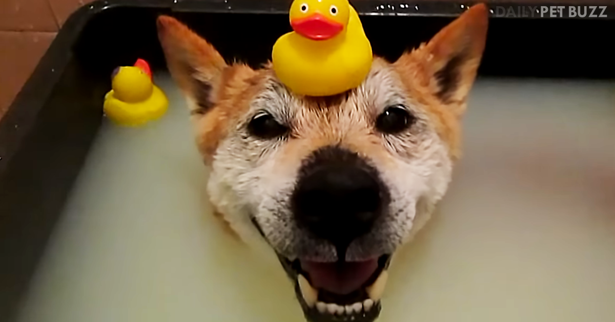 Sweet Shiba-Inu Needs To Bathe In A Special Bath But She Has Her Rubber Ducky To Keep Her Company