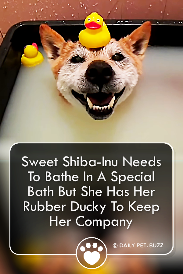 Sweet Shiba-Inu Needs To Bathe In A Special Bath But She Has Her Rubber Ducky To Keep Her Company