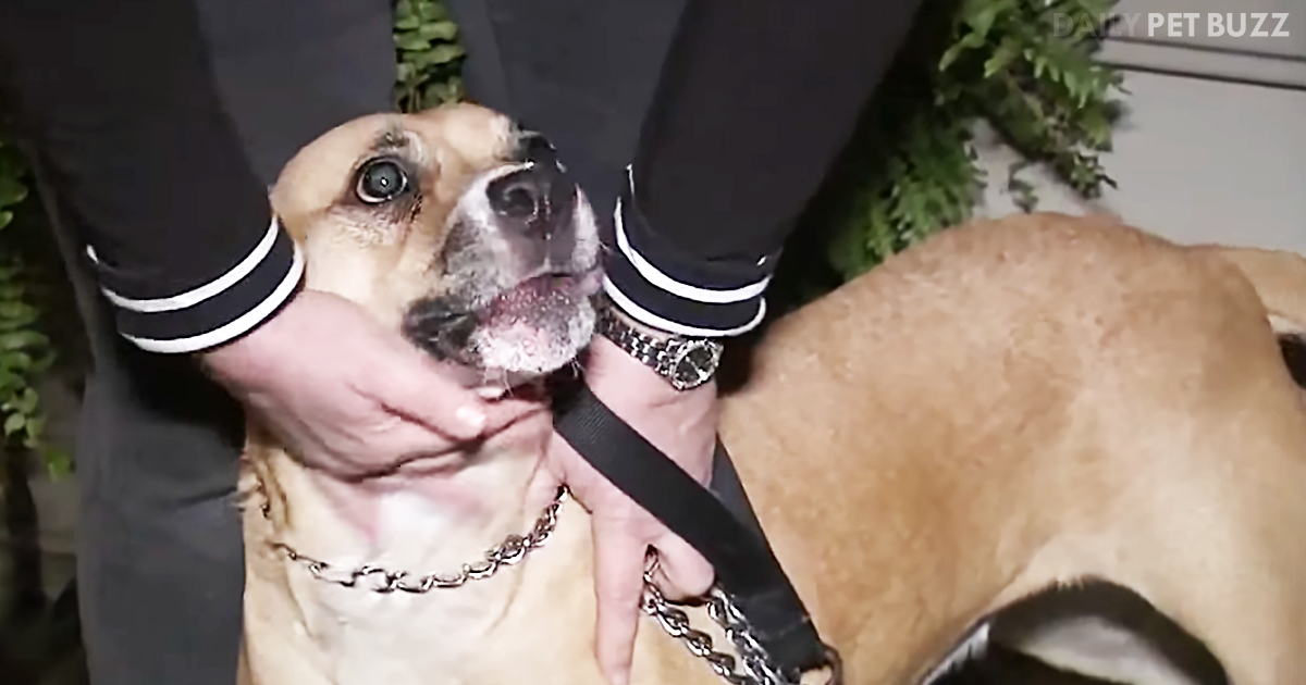 A Dog That Nobody Wanted Astounds All When He Saves An Entire Neighborhood