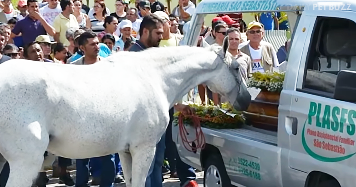 This Horse Is Heartbroken When His Owner Dies And Lovingly Stops To Nuzzle His Casket
