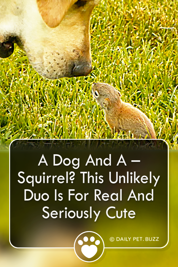 A Dog And A – Squirrel? This Unlikely Duo Is For Real And Seriously Cute