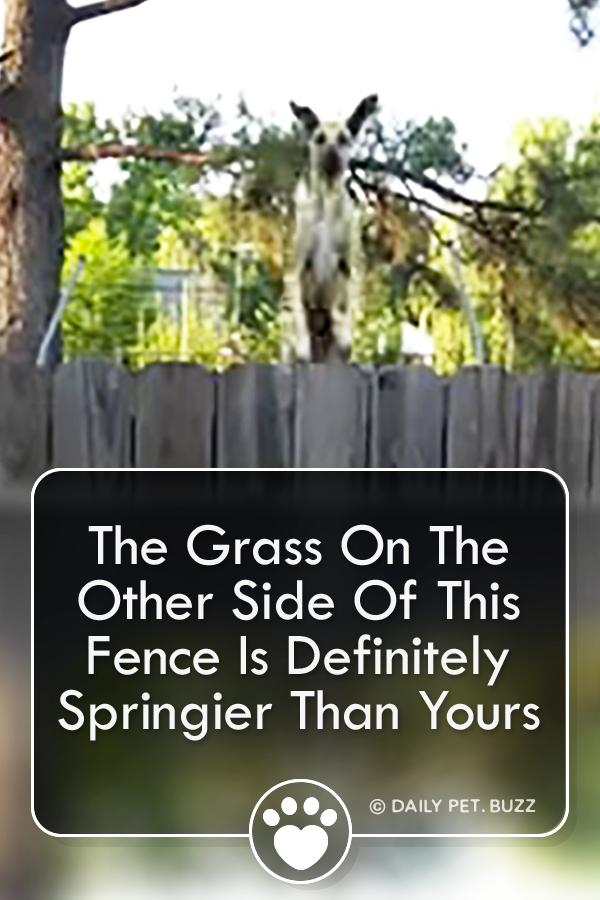 The Grass On The Other Side Of This Fence Is Definitely Springier Than Yours