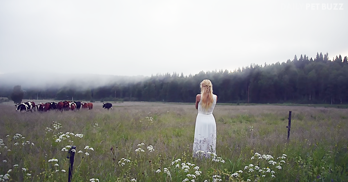 She Sings An Ancient Swedish Herding Song That Seemingly Entrances The Cows
