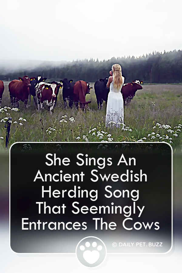 She Sings An Ancient Swedish Herding Song That Seemingly Entrances The Cows