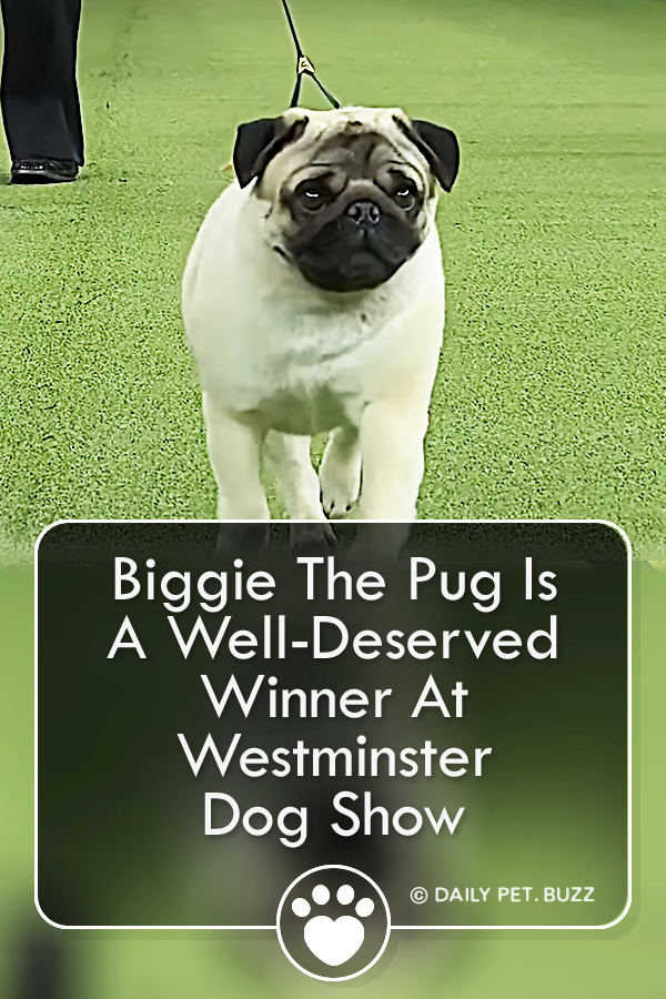 Biggie The Pug Is A Well-Deserved Winner At Westminster Dog Show